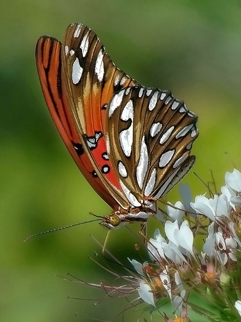 Southern Beauty 