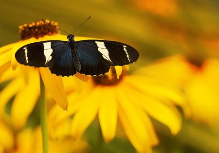 Butterfly Macro 4