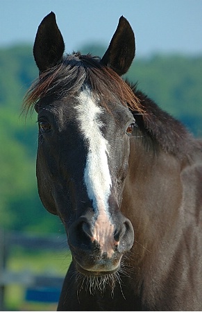 Equine Elegance