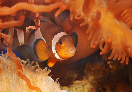 Clown fish hide