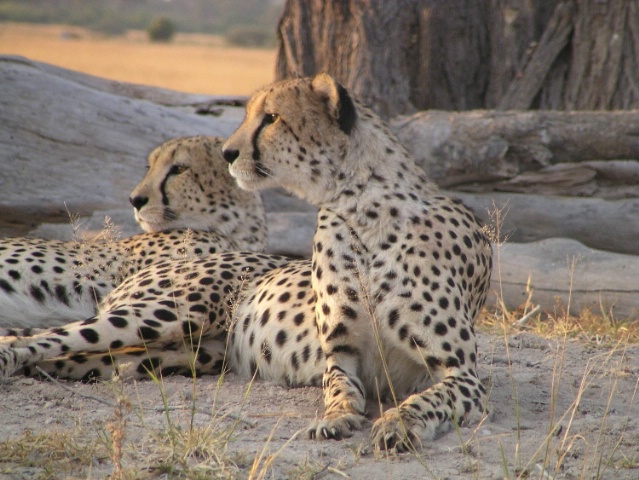 Cheetah Brothers