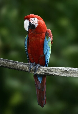 Colorful parrot