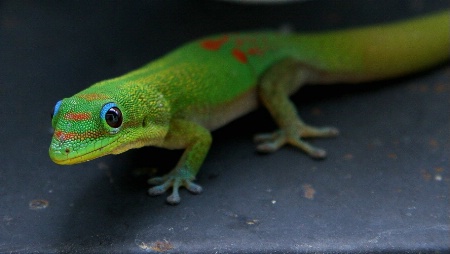 Madagascar Gecko