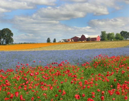 Poppies Galore