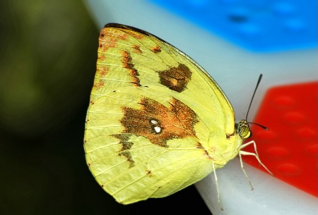 Little Yellow Butterfly