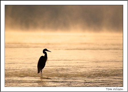 Heron in the Morning