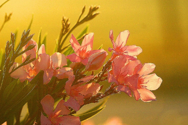 sunise oleanders