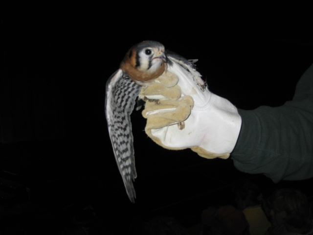 Kestrel with broken wing original