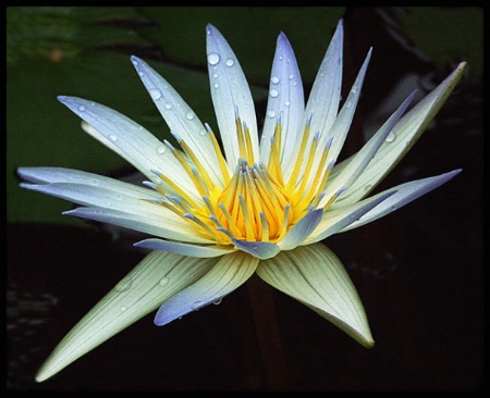 White Water Lilly