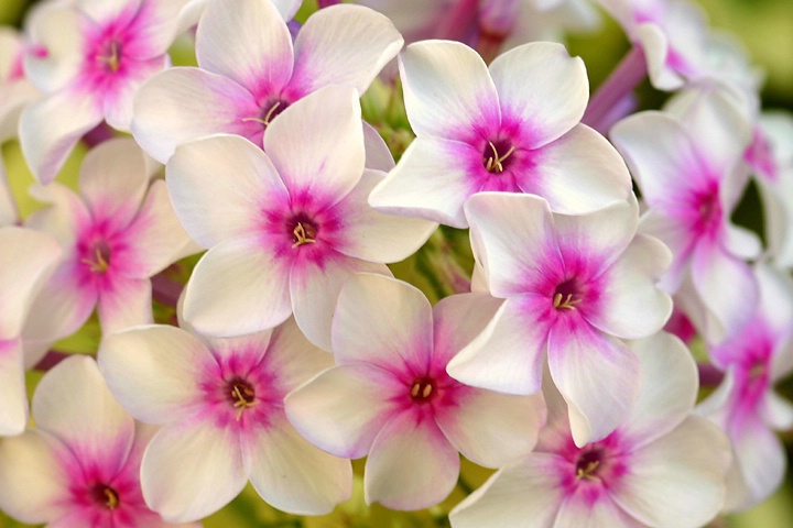 Phlox