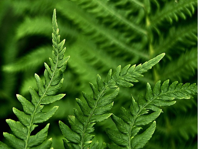 Ferns