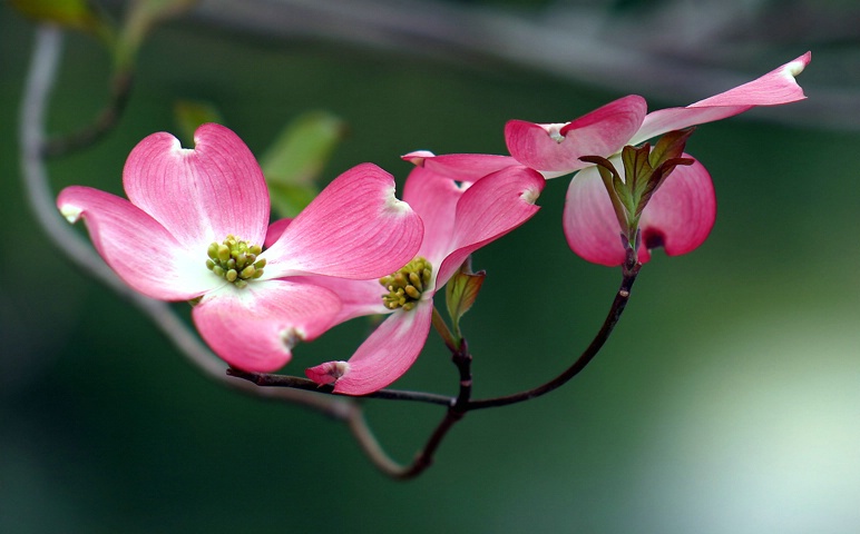 Pink Dogwood