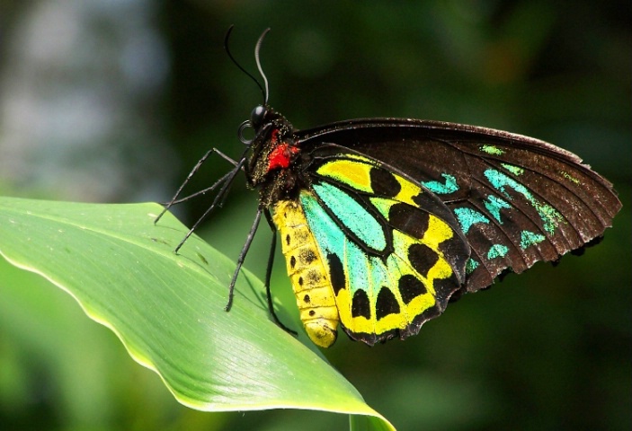 Toronto- Butterfly leaf