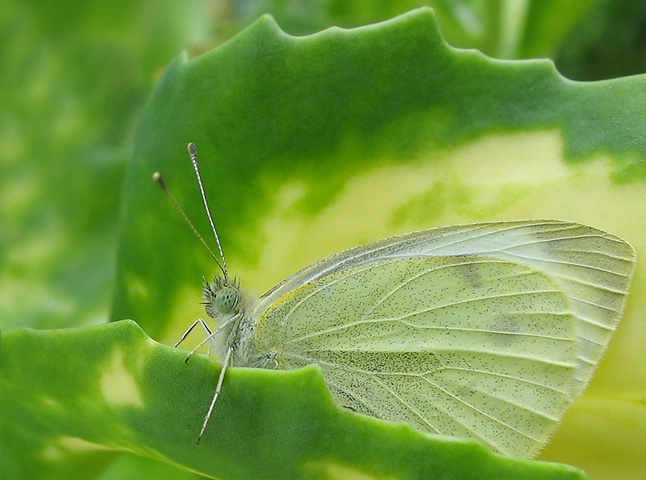 Butterfly Cradle