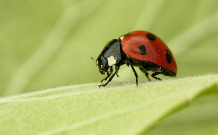 Ladybird