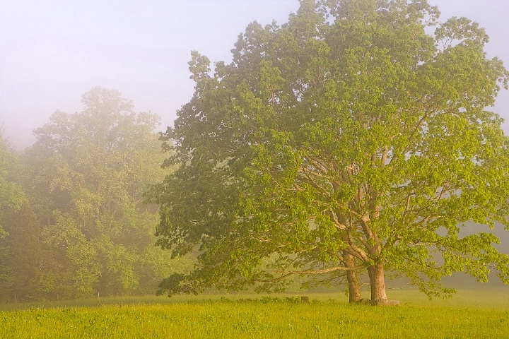 Foggy Cades Cove Morning