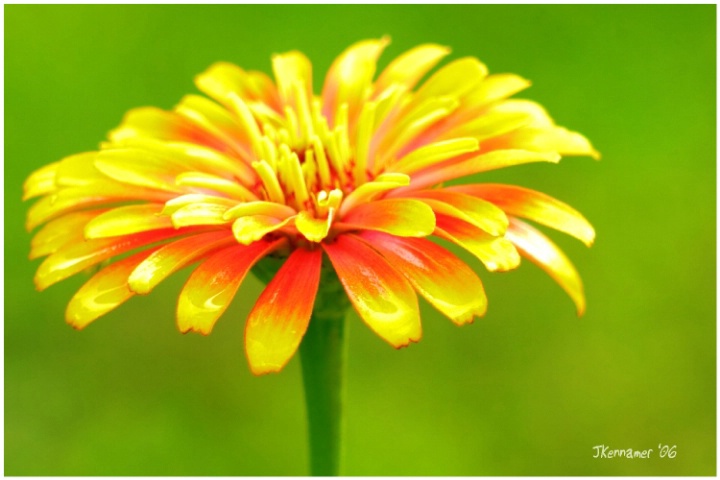 Zinnia HDR