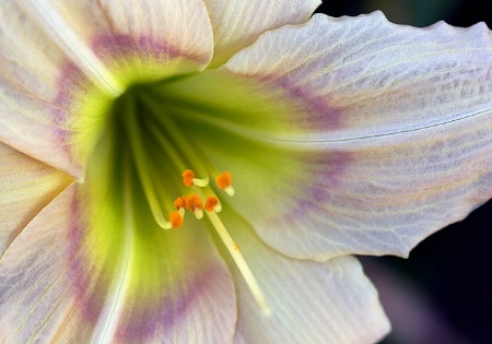 Purple Fringing