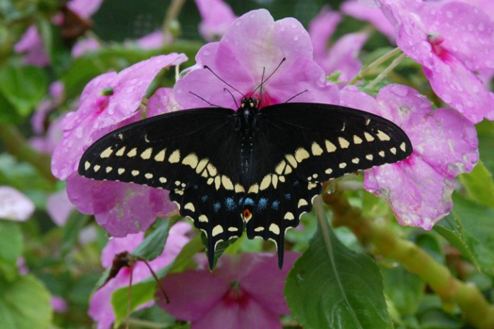 Male Eastern Black