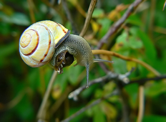 Snail's pace