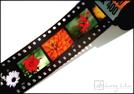 Flowers on Film