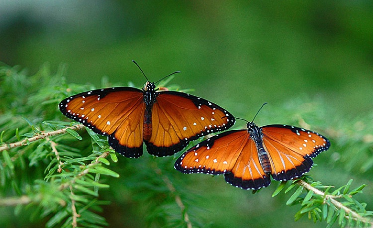 Queen Butterflies