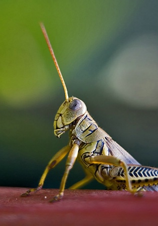 Grasshopper 02