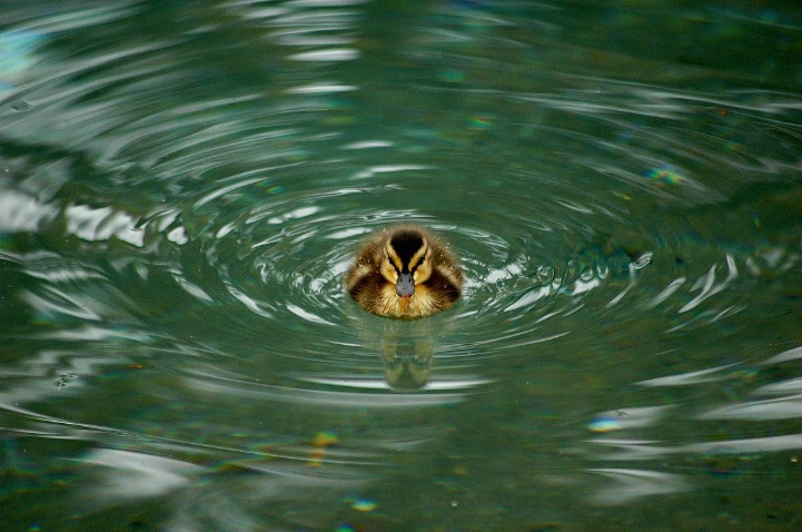 Little Duckling