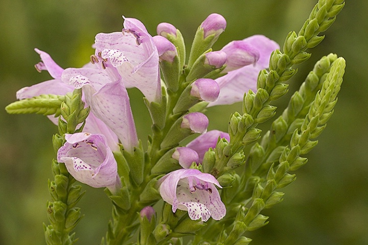 False Dragonhead 2