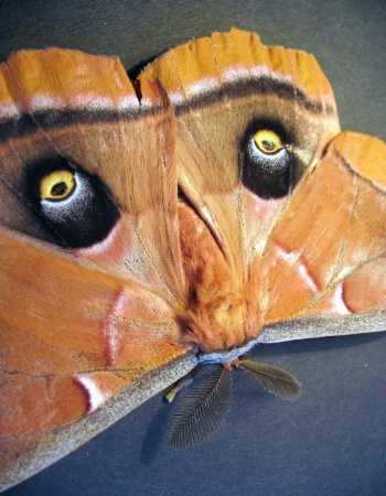 Moth "Eyes"