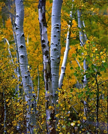 Eastern Sierra Aspens