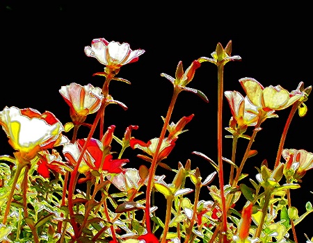 ...sun loving happy purslane...