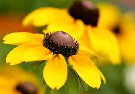 Black-Eyed Susan