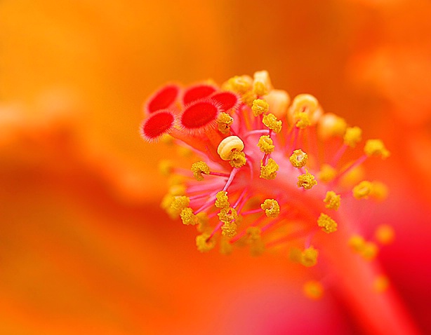 Hibiscus Curls