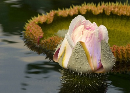 Amazon Water Lily