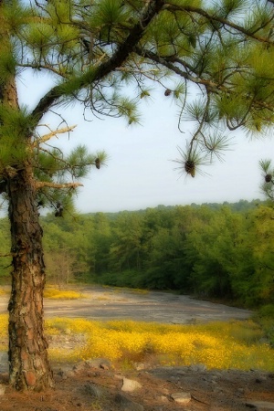 Under The Pines