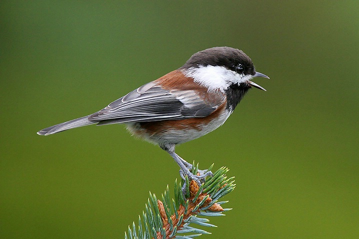 Chestnut-backed Chickadee #13