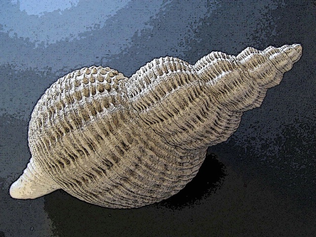 Sea Shell