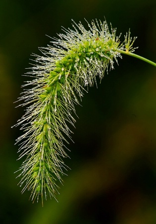 Wheat Grass