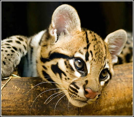 Dreamy Ocelot