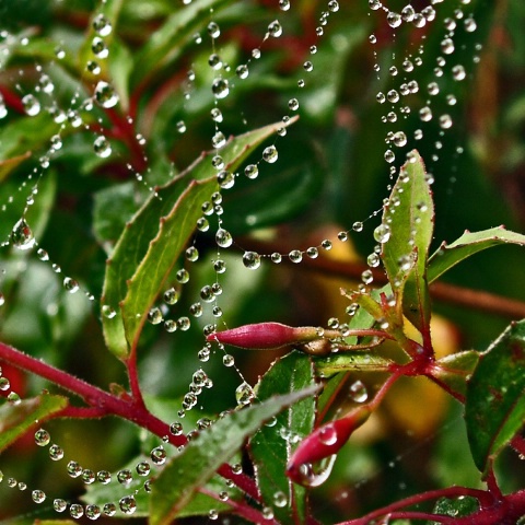 Bejewelled Fuchsias