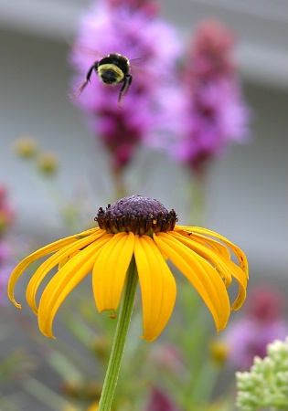 Flight of the Bumble Bee