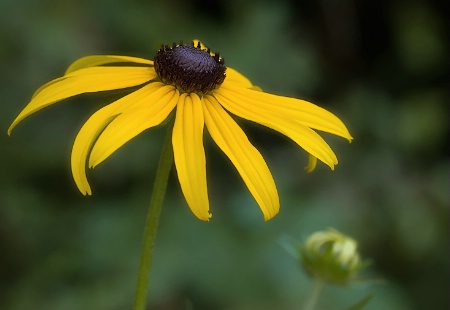 Black-eyed Susan