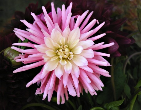 Dahlia