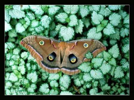 Polyphemus Moth