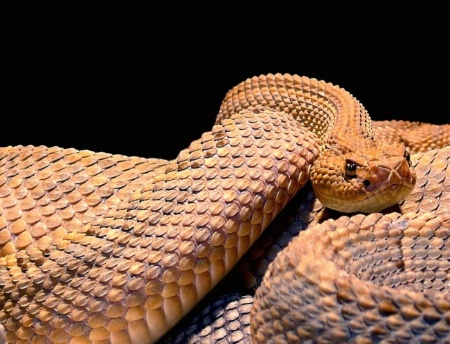 Golden Rattler