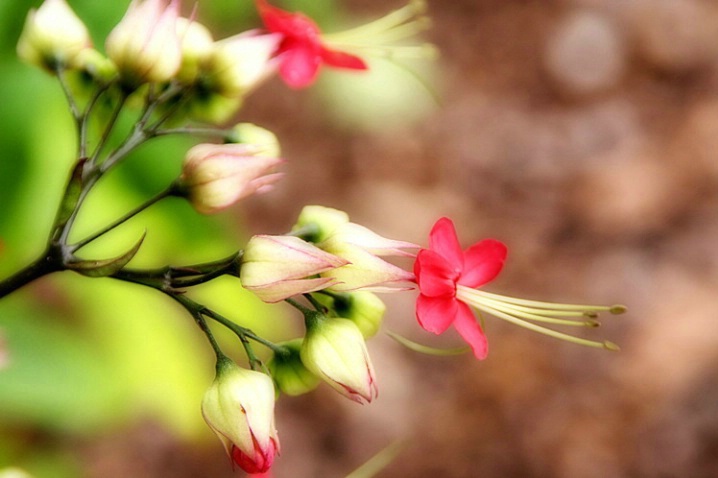 Clerodendron