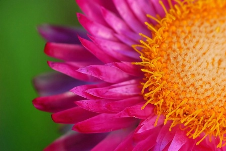 paper daisy in pink