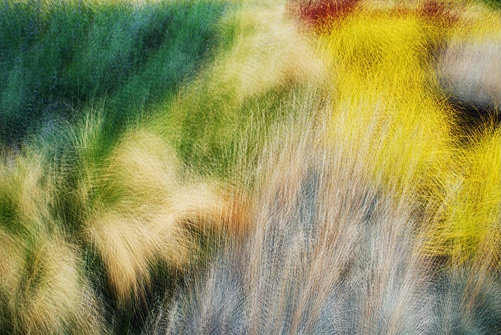 Autumn Grasses