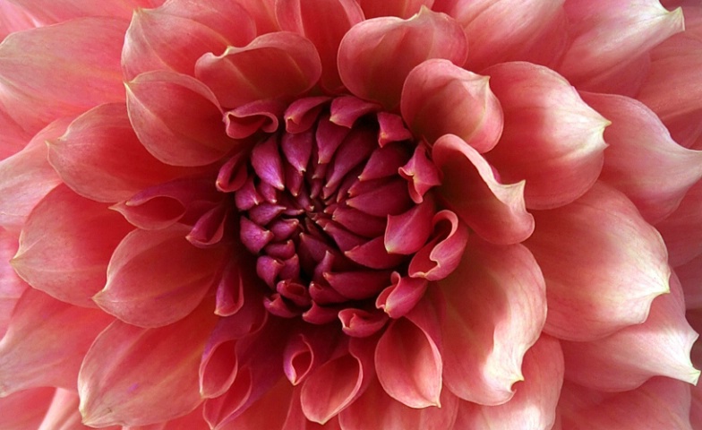 daybreak dahlia